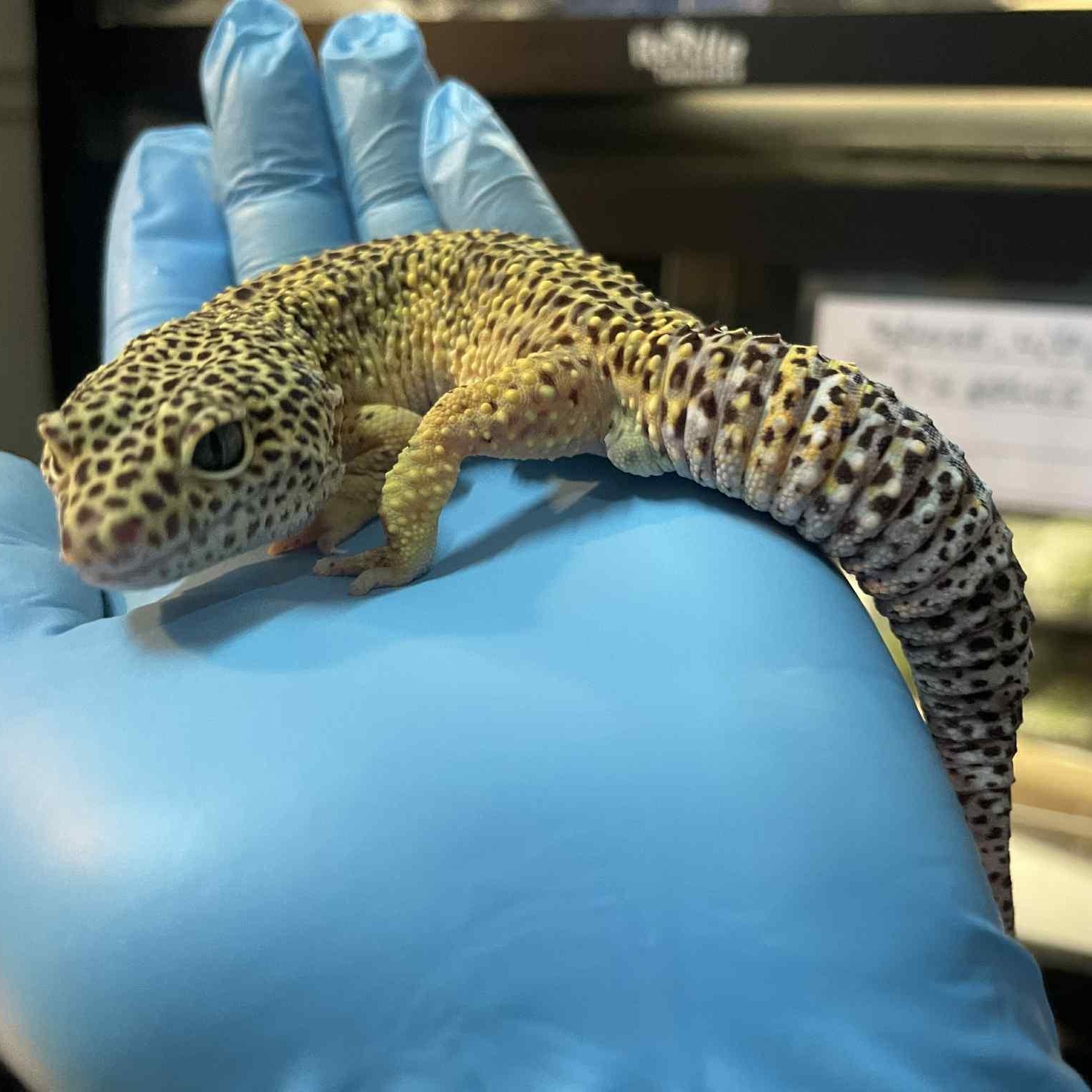 Enlarge Mateo, a ADOPTABLE Gecko in Durham, NC image 2/2