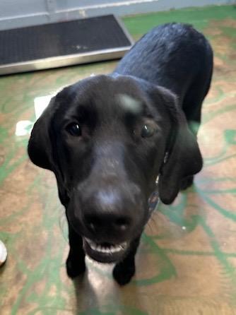 Rosie 25, Adoptable, Young Female Labrador Retriever.