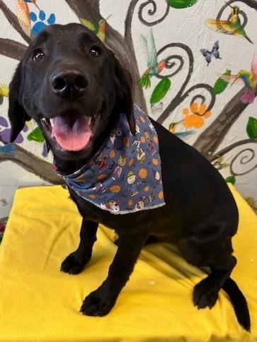 Rosie 25, Adoptable, Young Female Labrador Retriever.