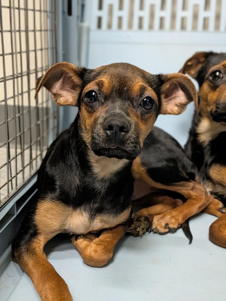 Enlarge Isabella, a Adopted mixed breed in Clinton Township, MI image 1/2