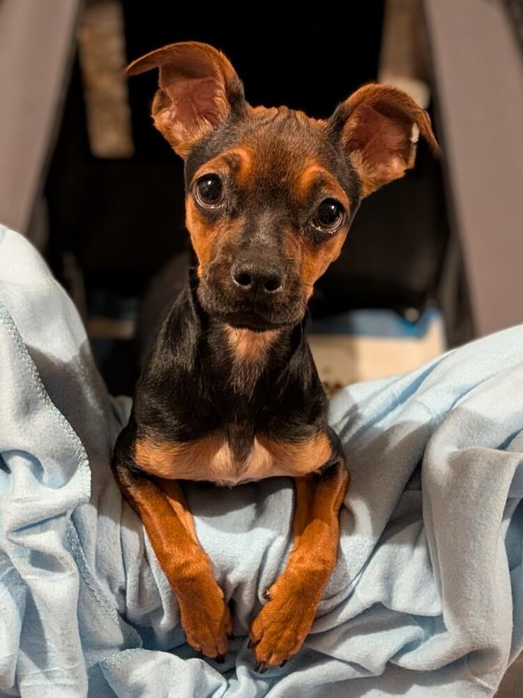 Enlarge Isabella, a Adopted mixed breed in Clinton Township, MI image 2/2