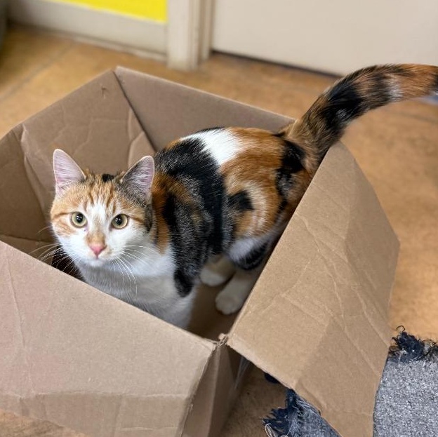 Enlarge Olive, a Adoptable mixed breed in Thayne, WY image 5/6