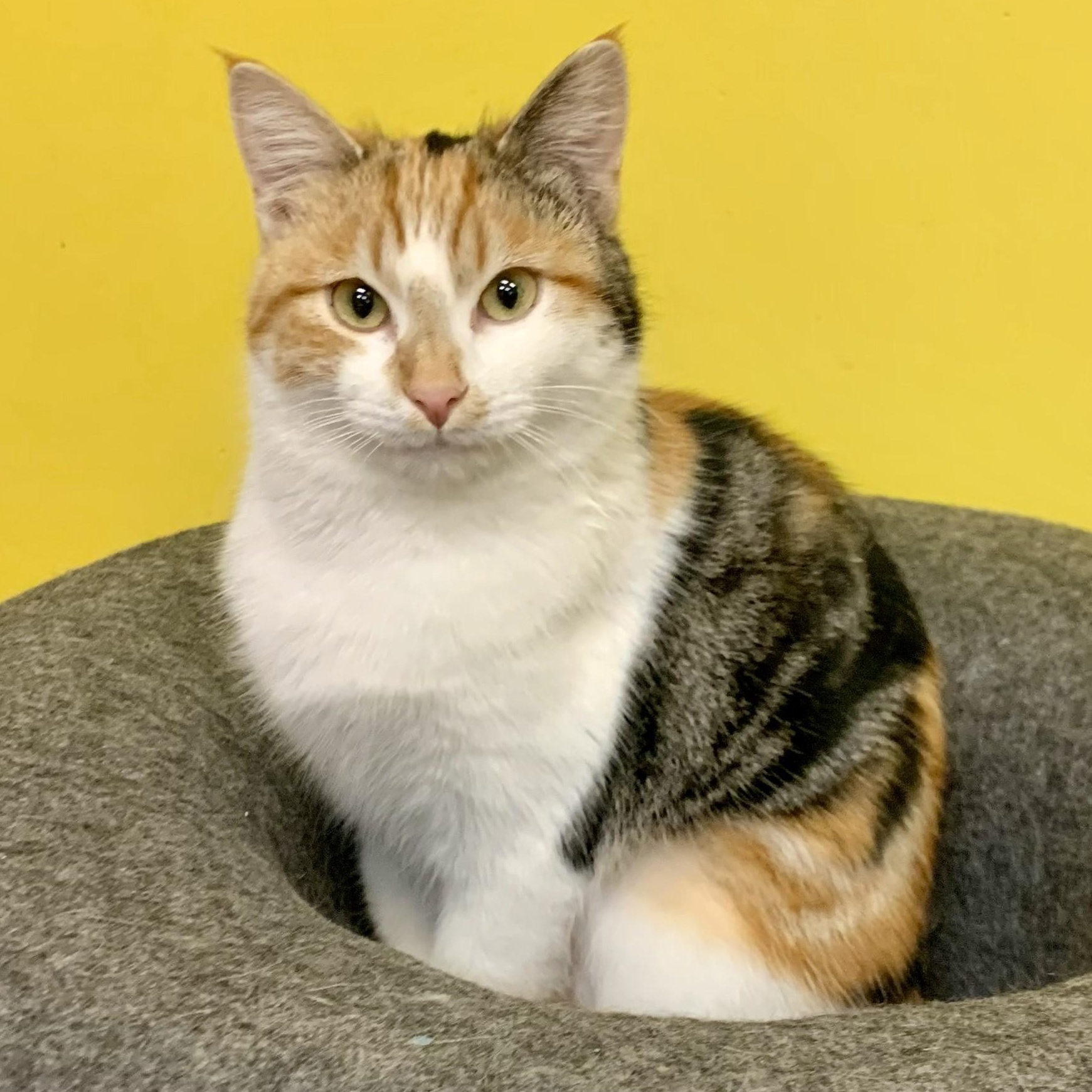 Olive, Adoptable, Young Female Calico.