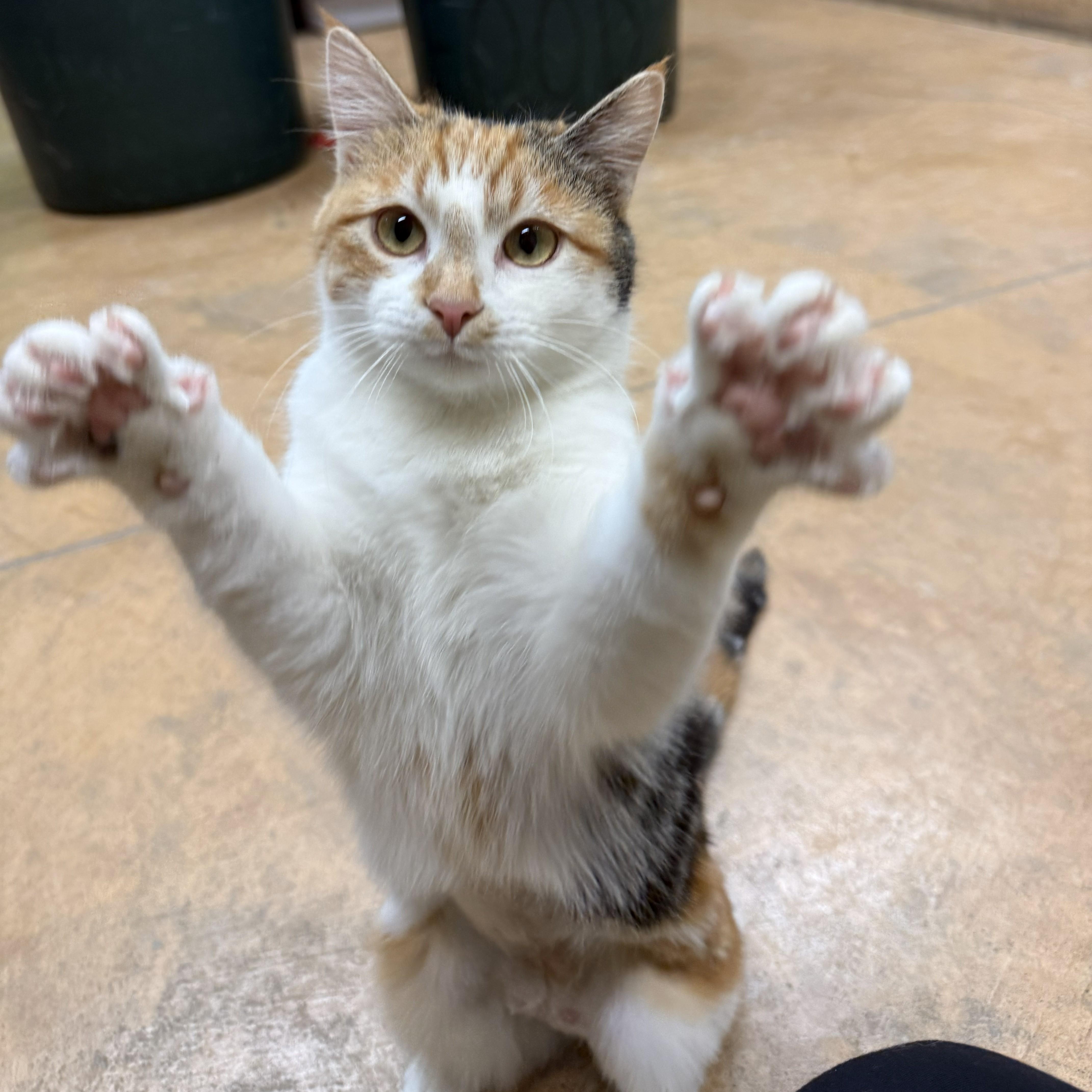 Enlarge Olive, a Adoptable mixed breed in Thayne, WY image 4/6