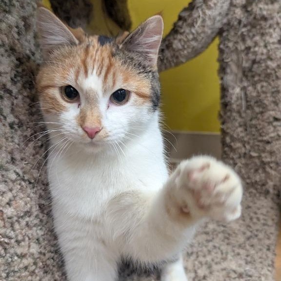 Enlarge Olive, a Adoptable mixed breed in Thayne, WY image 6/6