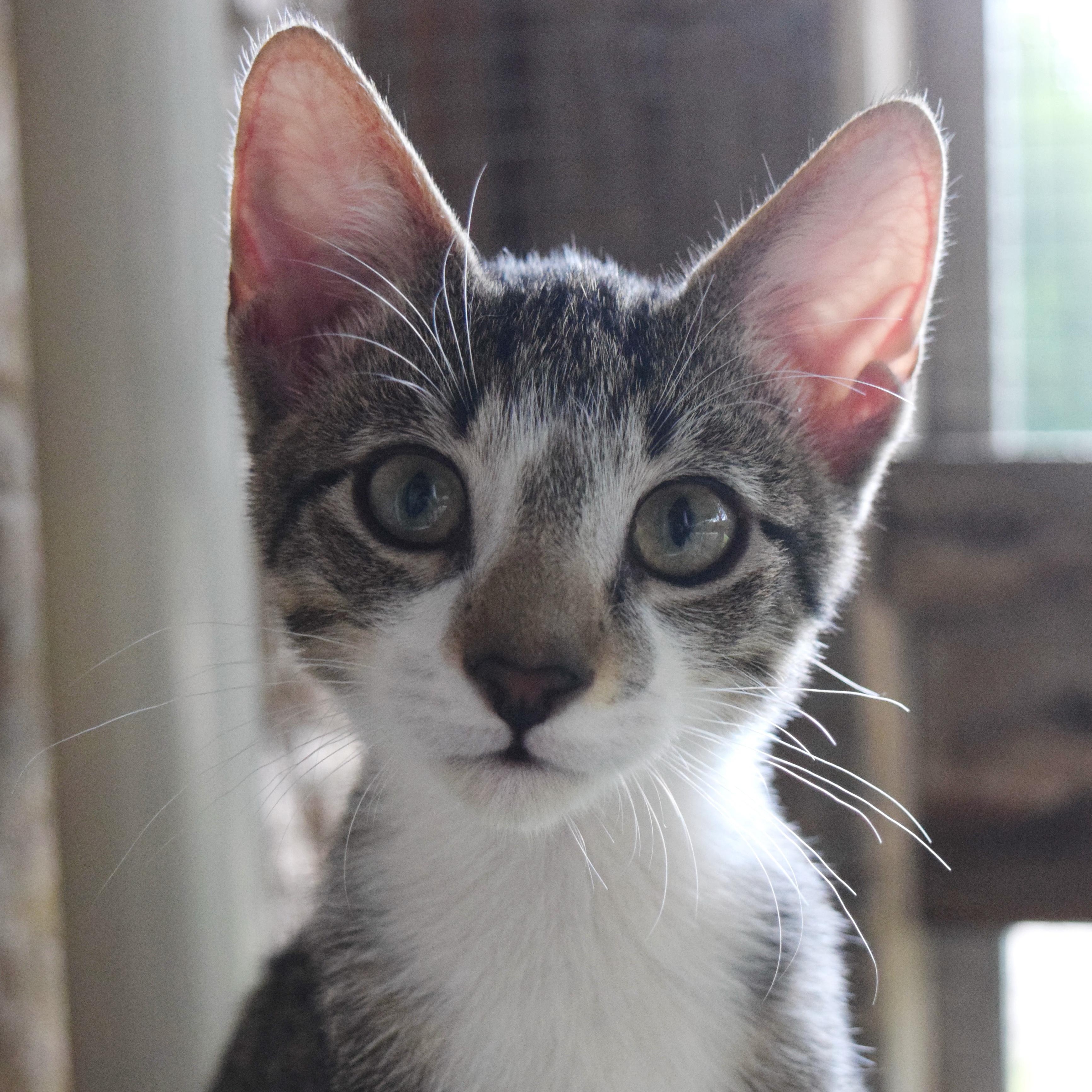 Beau, ADOPTABLE, Kitten Male Domestic Short Hair.
