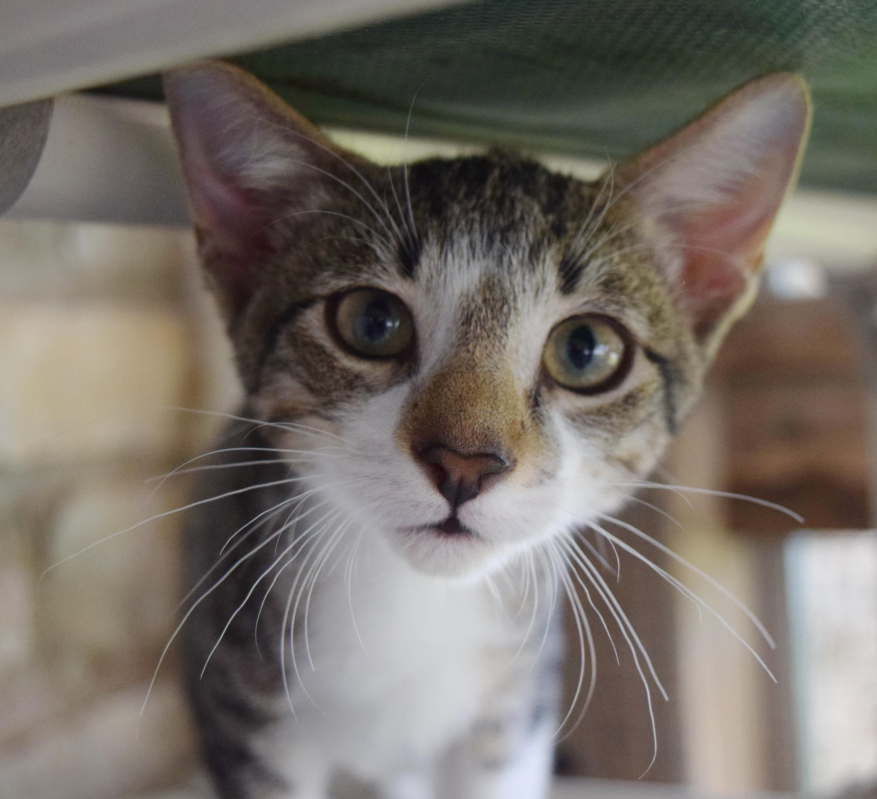 Beau, a ADOPTABLE mixed breed in Bulverde, TX image 3/6