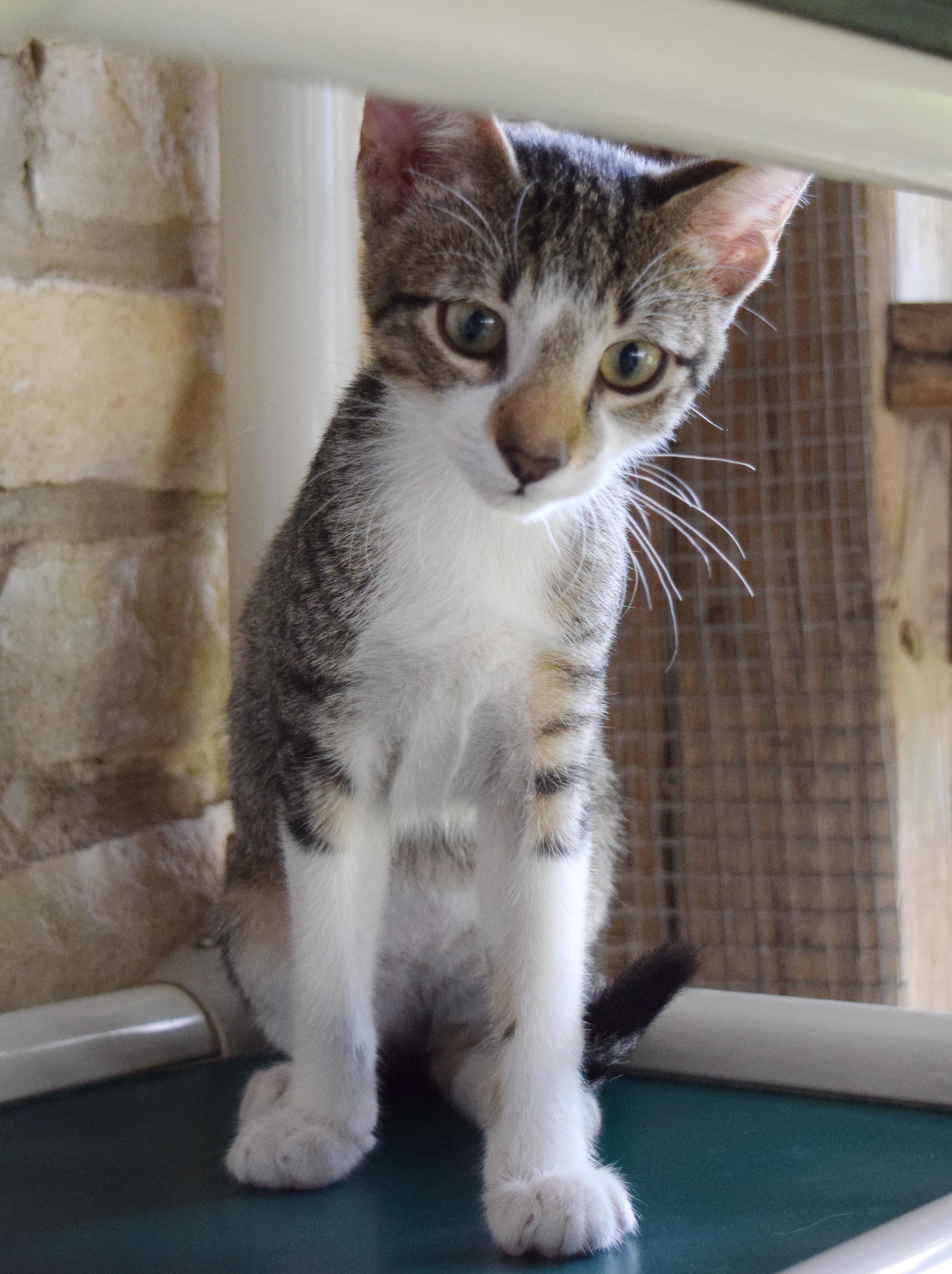 Beau, a ADOPTABLE mixed breed in Bulverde, TX image 5/6