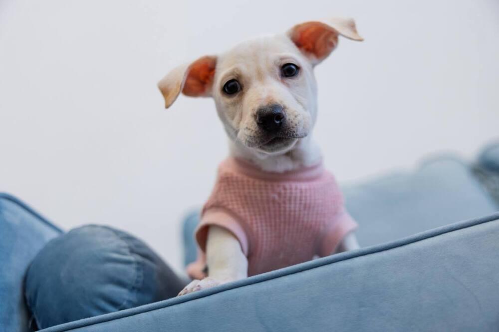 Tay, Adoptable, Puppy Female Mixed Breed.