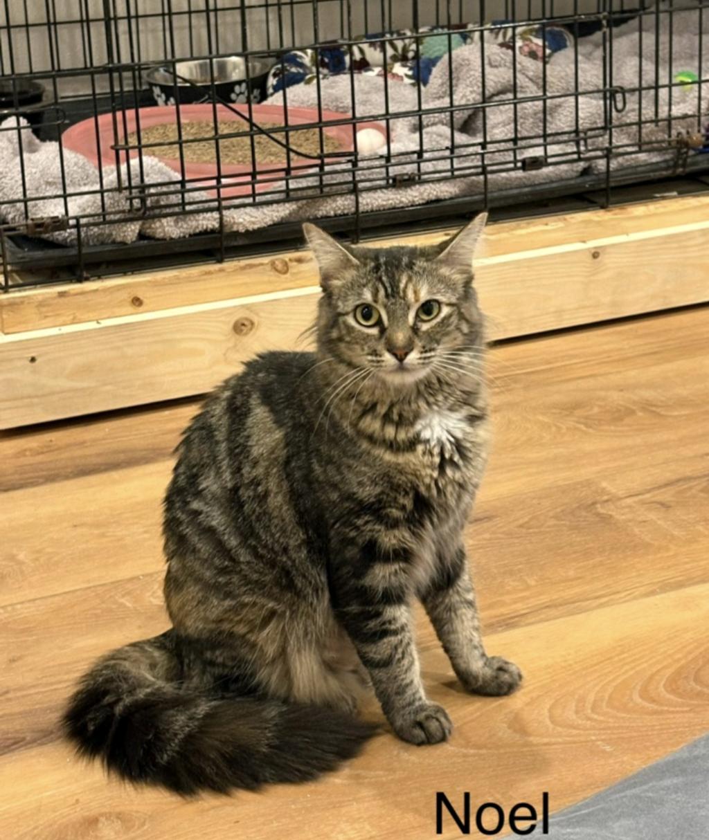 Enlarge Noel, a Adoptable mixed breed in Pensacola, FL image 1/1