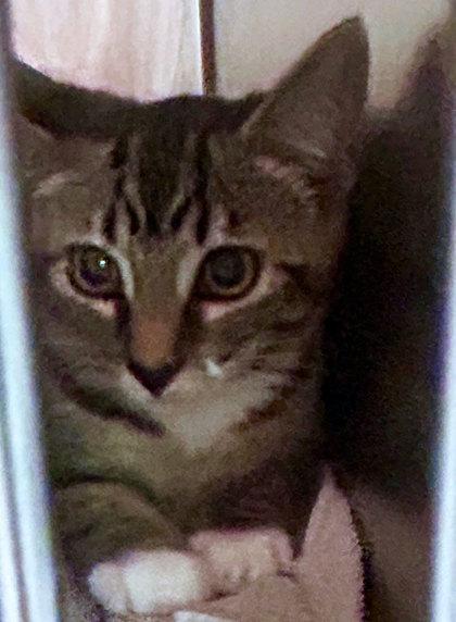 Dot (half tail)