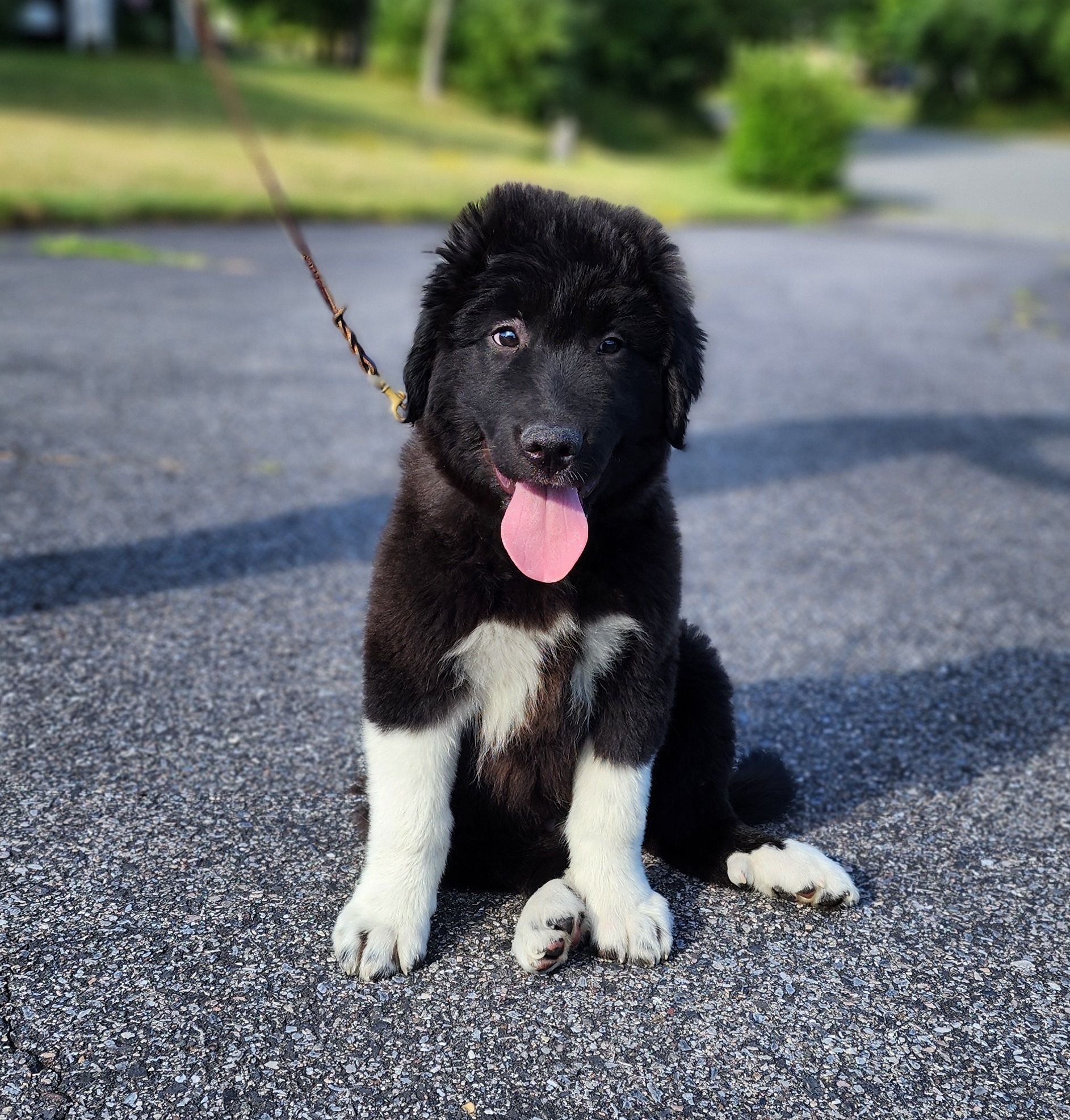 Rambo~ADOPTED, Adopted, Puppy Male Great Pyrenees.