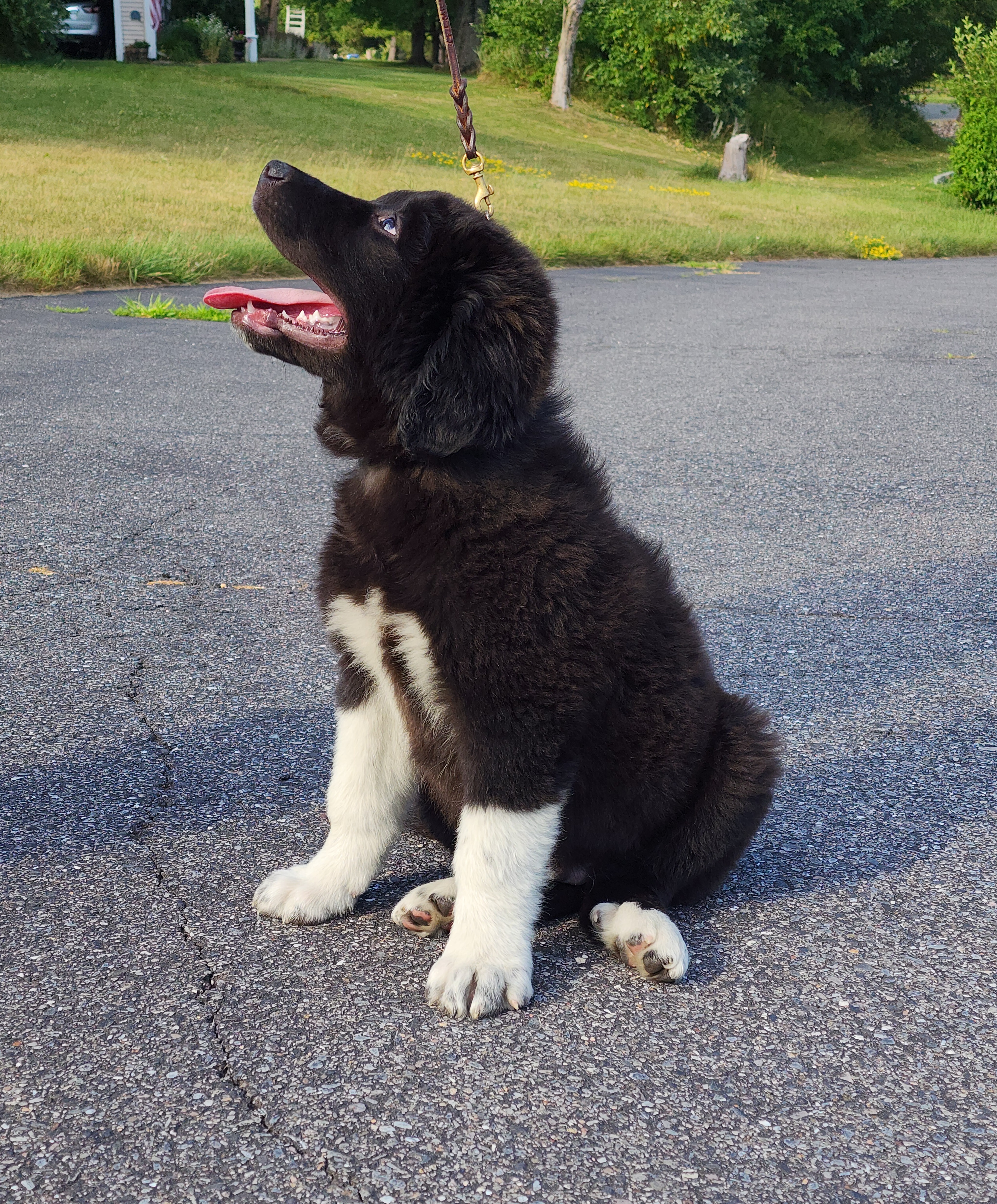Enlarge Rambo~ADOPTED, a Adopted Great Pyrenees in Milford, NJ image 2/6