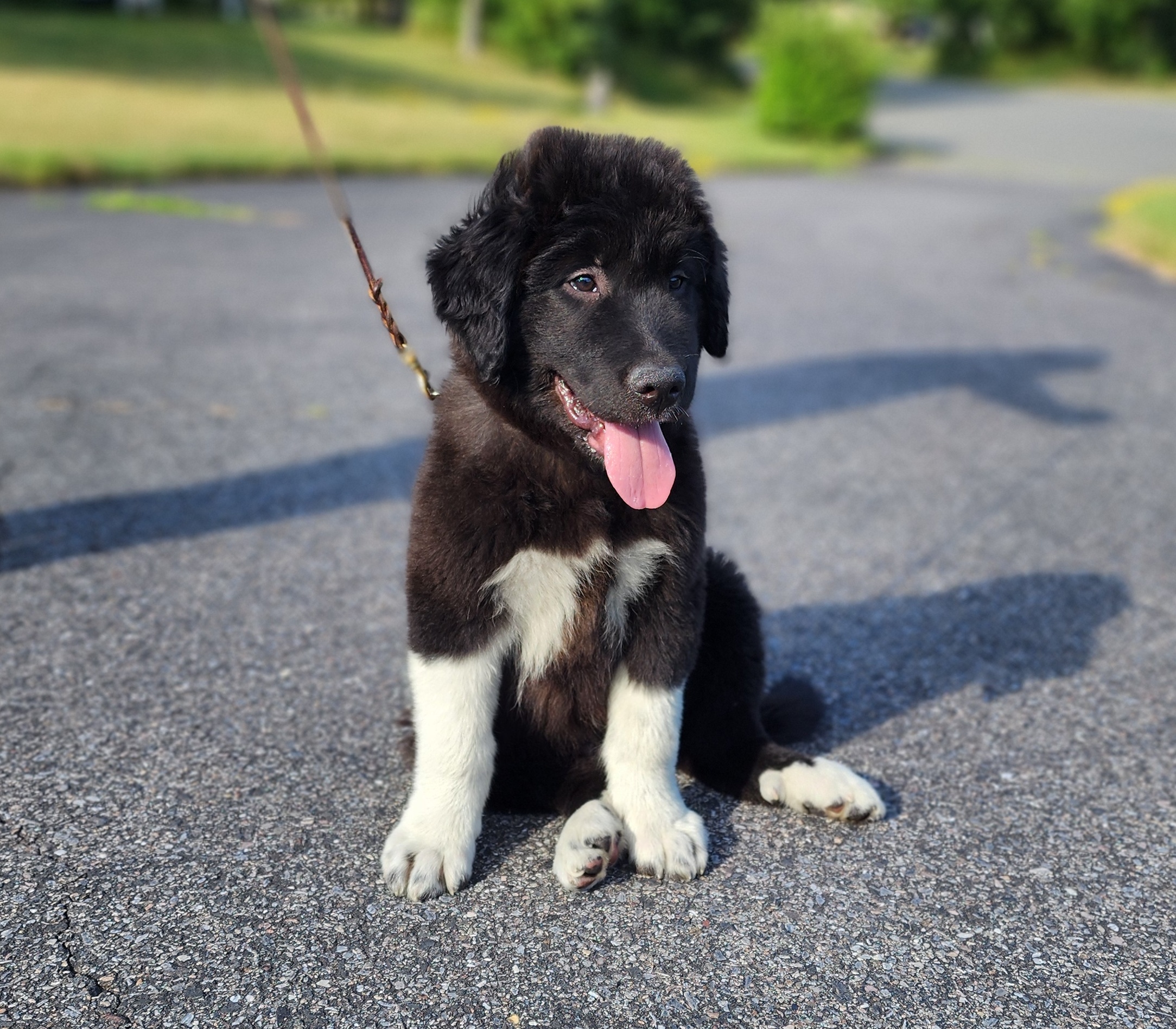 Enlarge Rambo~ADOPTED, a Adopted Great Pyrenees in Milford, NJ image 3/6
