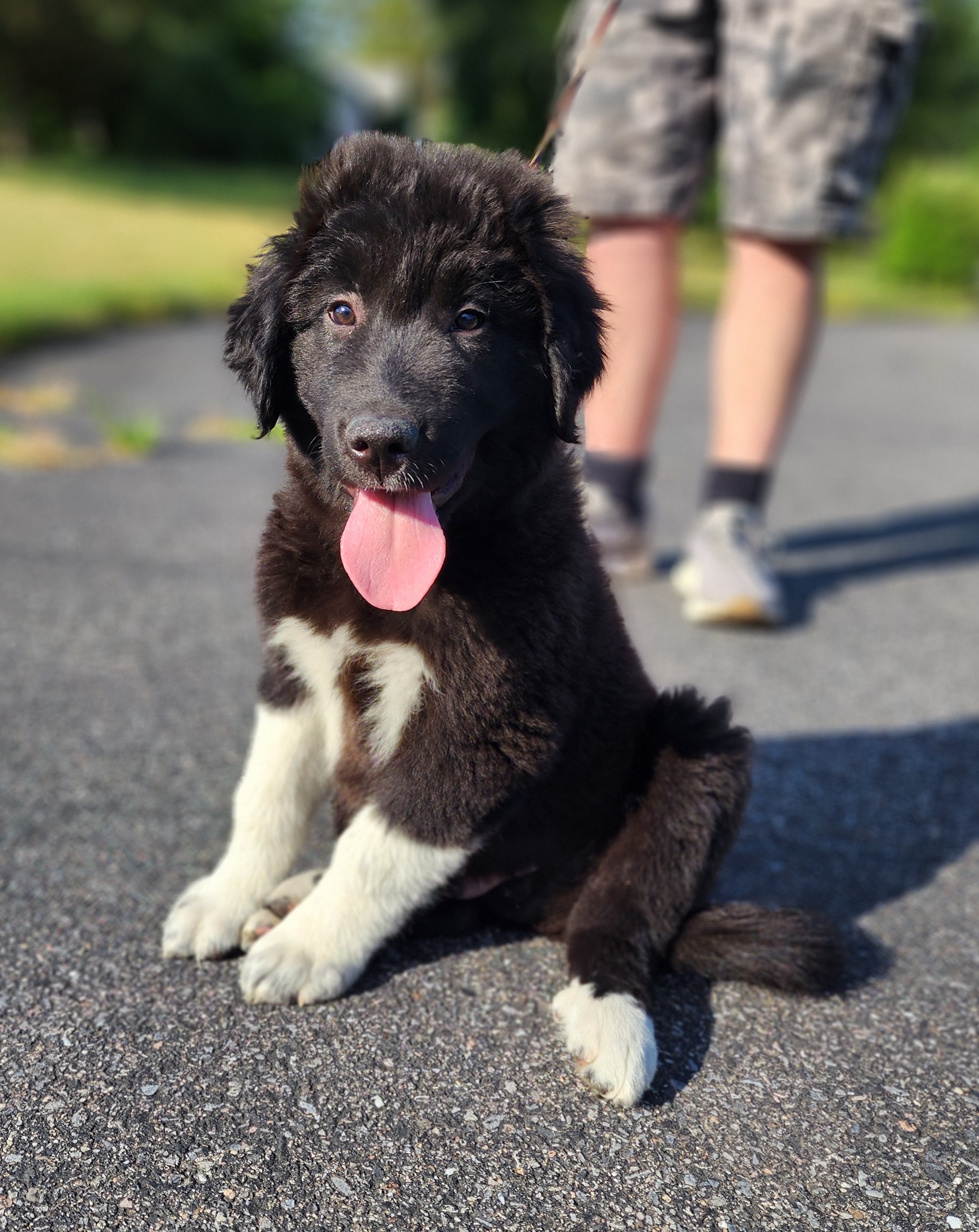 Enlarge Rambo~ADOPTED, a Adopted Great Pyrenees in Milford, NJ image 4/6