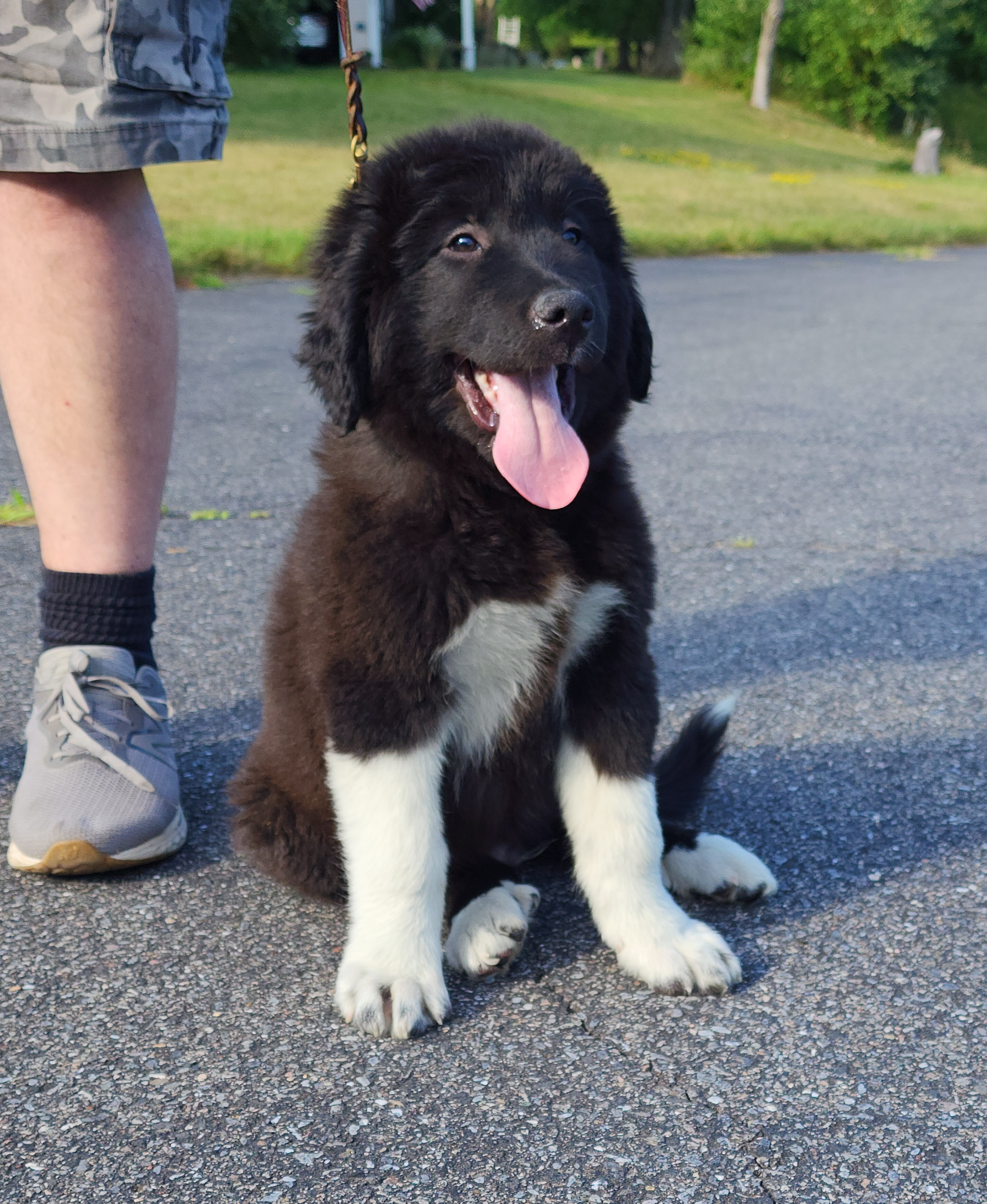 Enlarge Rambo~ADOPTED, a Adopted Great Pyrenees in Milford, NJ image 6/6