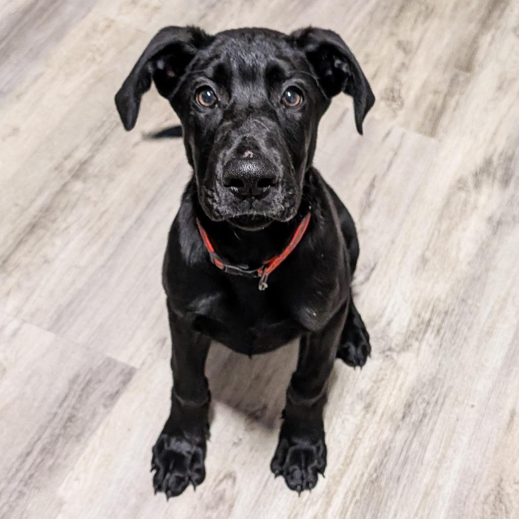 Atlas, Adoptable, Puppy Male Labrador Retriever.