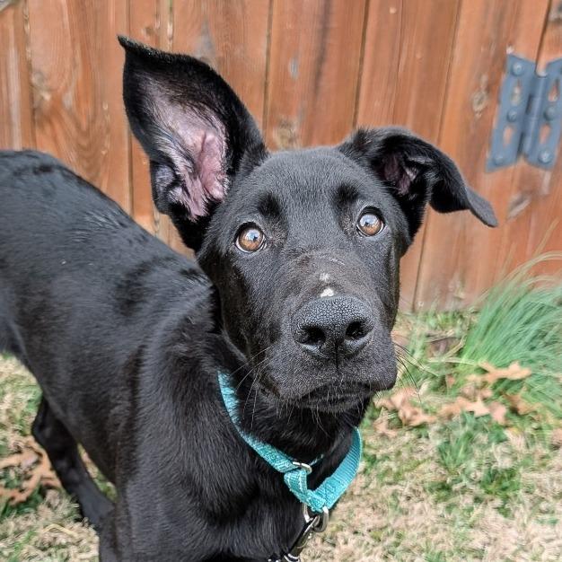 Atlas, Adoptable, Puppy Male Labrador Retriever.