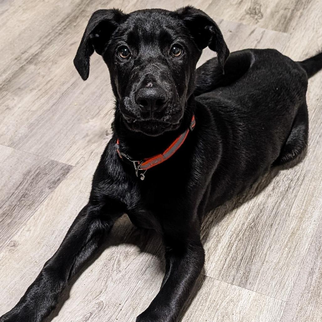 Atlas, a Adoptable mixed breed in Cincinnati, OH image 3/6