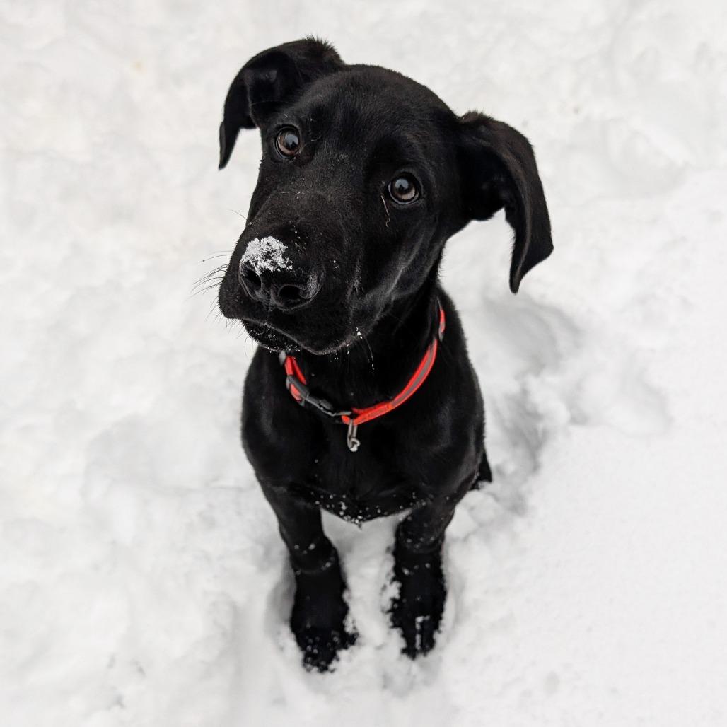 Atlas, a Adoptable mixed breed in Cincinnati, OH image 4/6