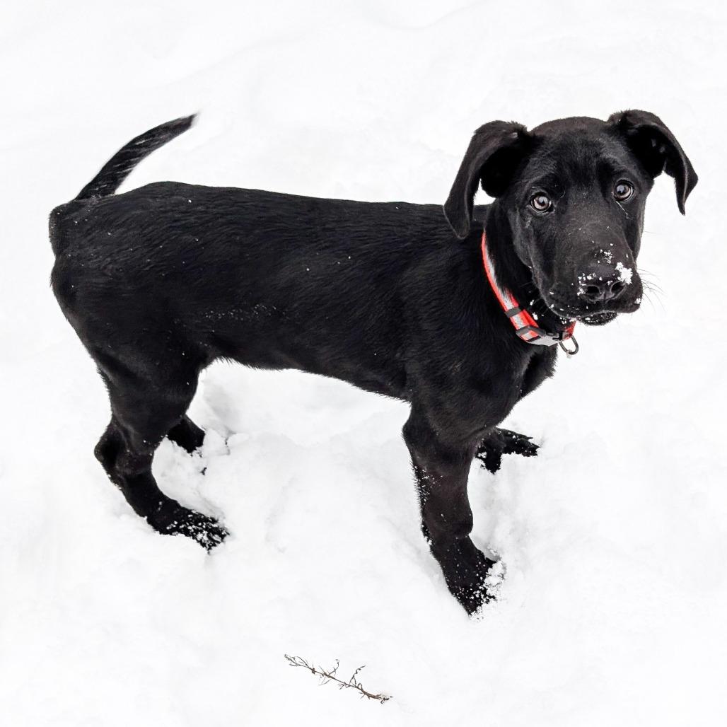 Atlas, a Adoptable mixed breed in Cincinnati, OH image 5/6