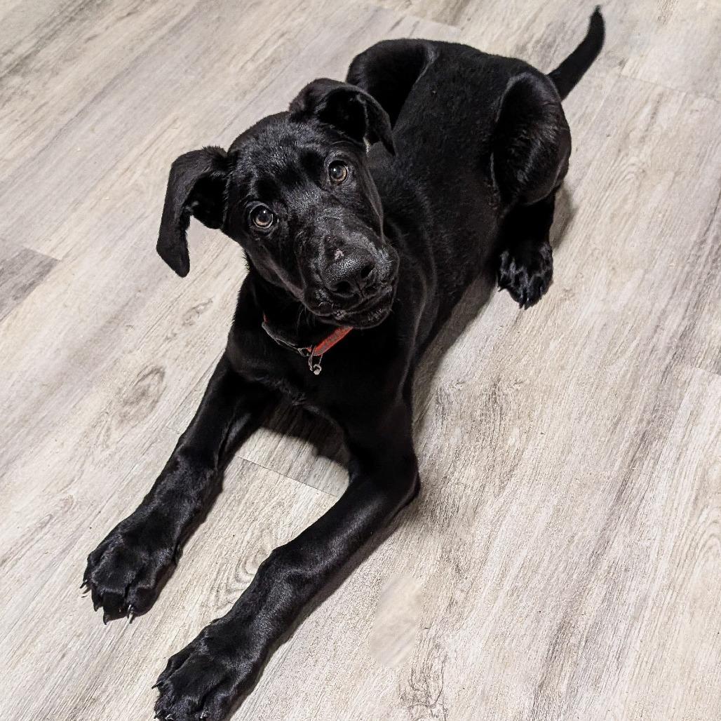 Atlas, a Adoptable mixed breed in Cincinnati, OH image 6/6