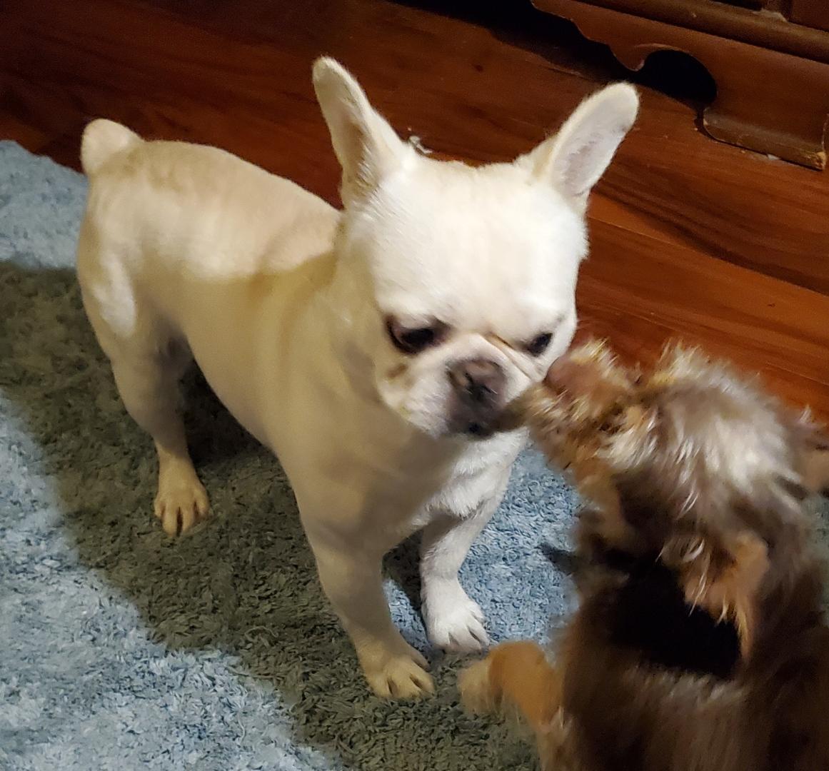 Enlarge Ozzy, a Adopted mixed breed in Lakeland, TN image 3/6