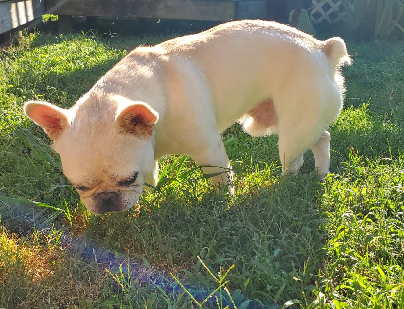Enlarge Ozzy, a Adopted mixed breed in Lakeland, TN image 4/6