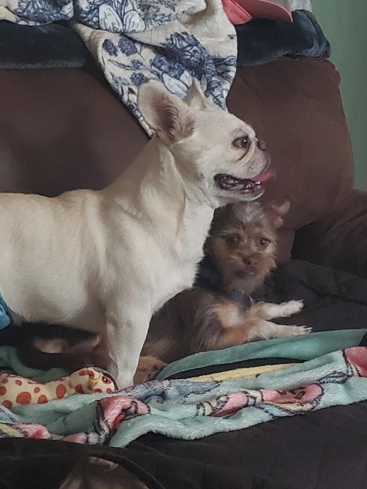 Enlarge Ozzy, a Adopted mixed breed in Lakeland, TN image 5/6