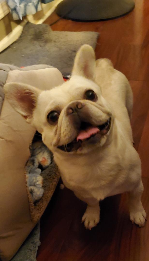 Enlarge Ozzy, a Adopted mixed breed in Lakeland, TN image 1/6