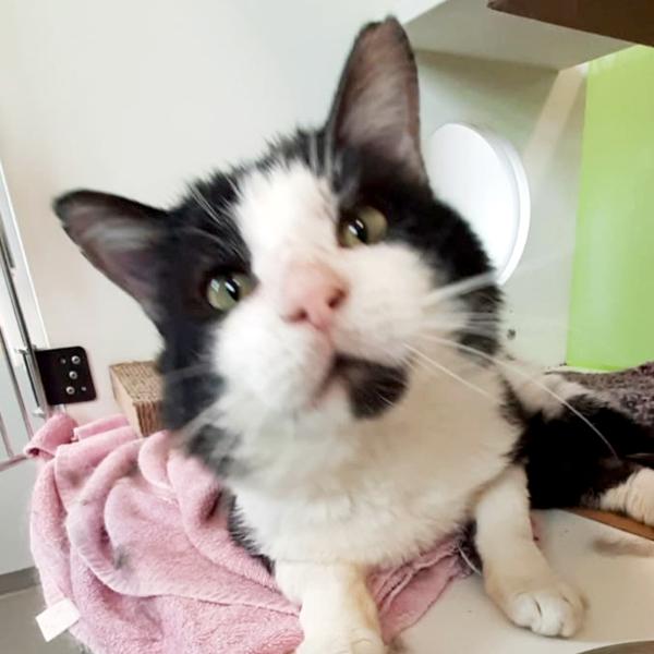 Frank, Adoptable, Adult Male Domestic Short Hair.
