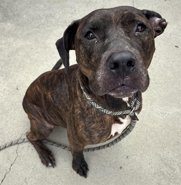Enlarge NALA, a Adoptable Pit Bull Terrier in Lincolnton, NC image 1/1