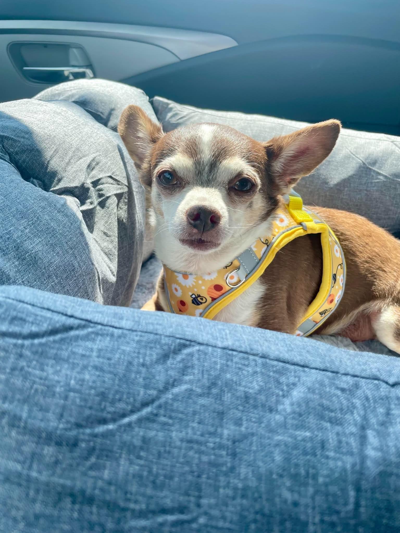 Indiana Jones, Adoptable, Adult Male Chihuahua.