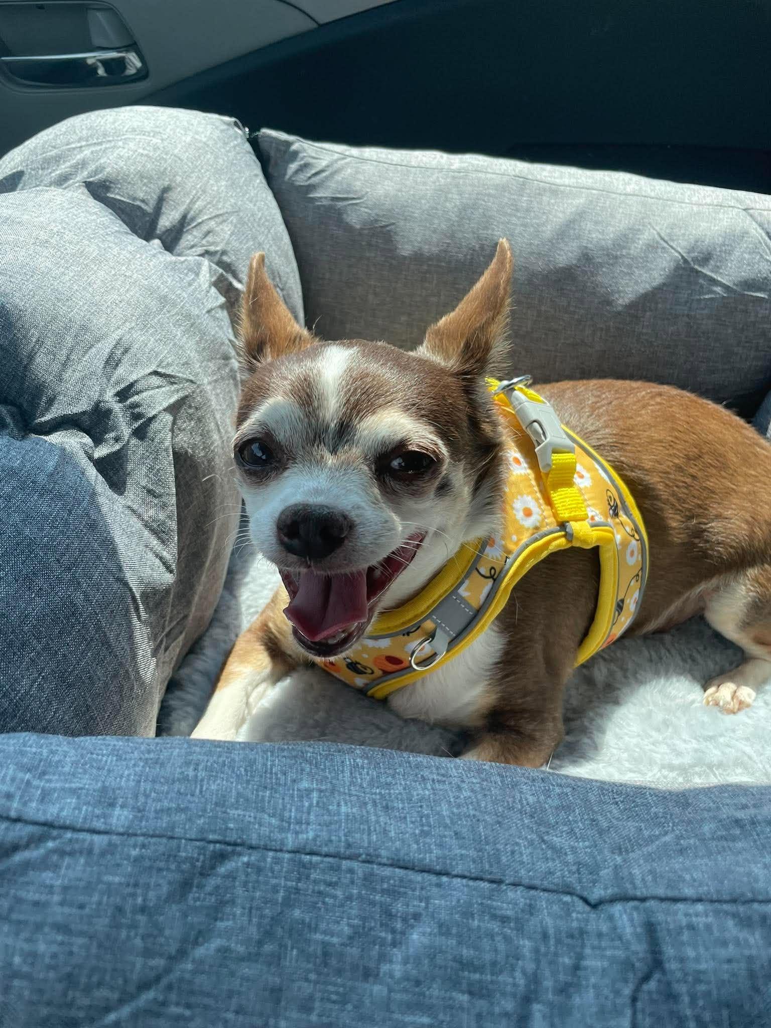 Enlarge Indiana Jones, a Adoptable Chihuahua in Austin, TX image 2/6
