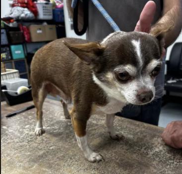 Enlarge Indiana Jones, a Adoptable Chihuahua in Austin, TX image 3/6