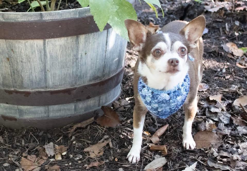 Enlarge Indiana Jones, a Adoptable Chihuahua in Austin, TX image 4/6