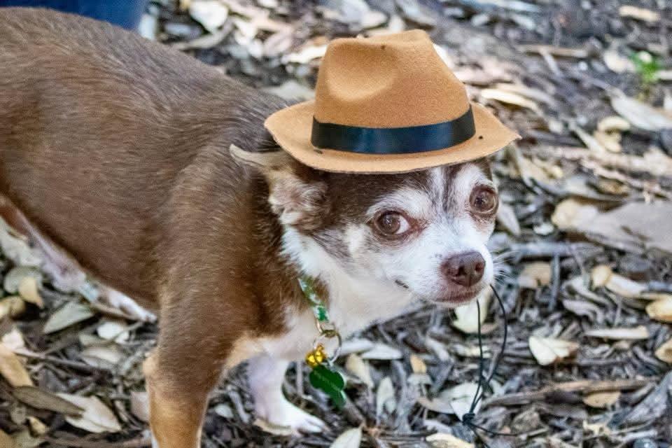 Enlarge Indiana Jones, a Adoptable Chihuahua in Austin, TX image 5/6