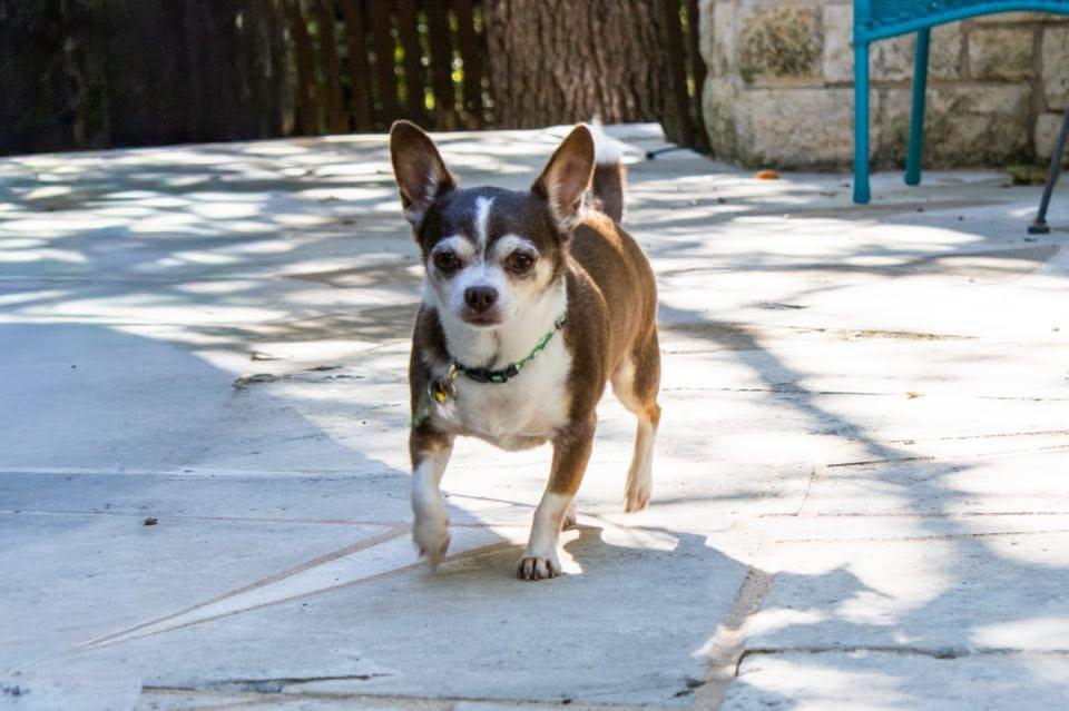 Enlarge Indiana Jones, a Adoptable Chihuahua in Austin, TX image 6/6
