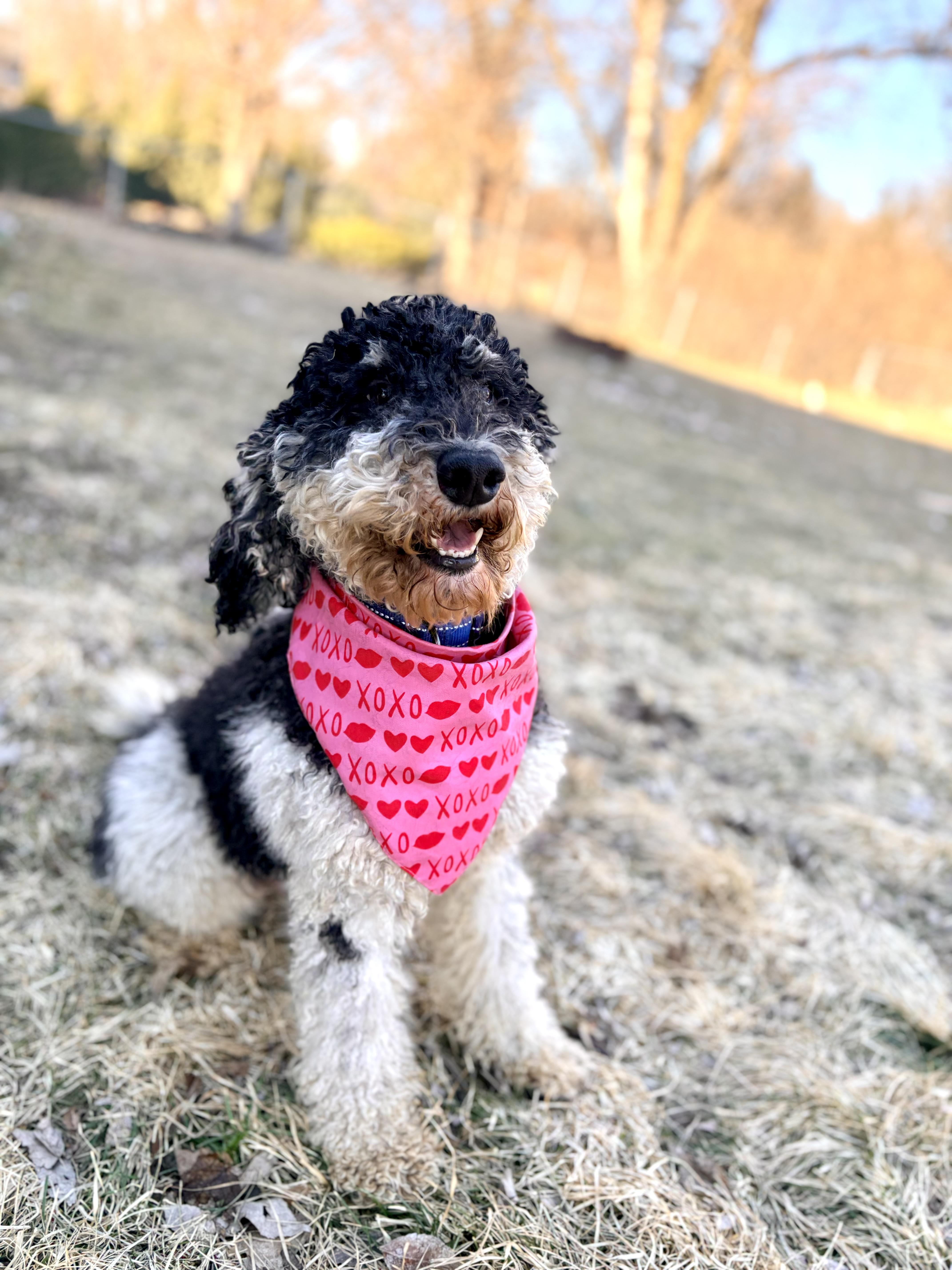 Enlarge Sylvie, a ADOPTABLE Poodle in Prior Lake, MN image 4/5