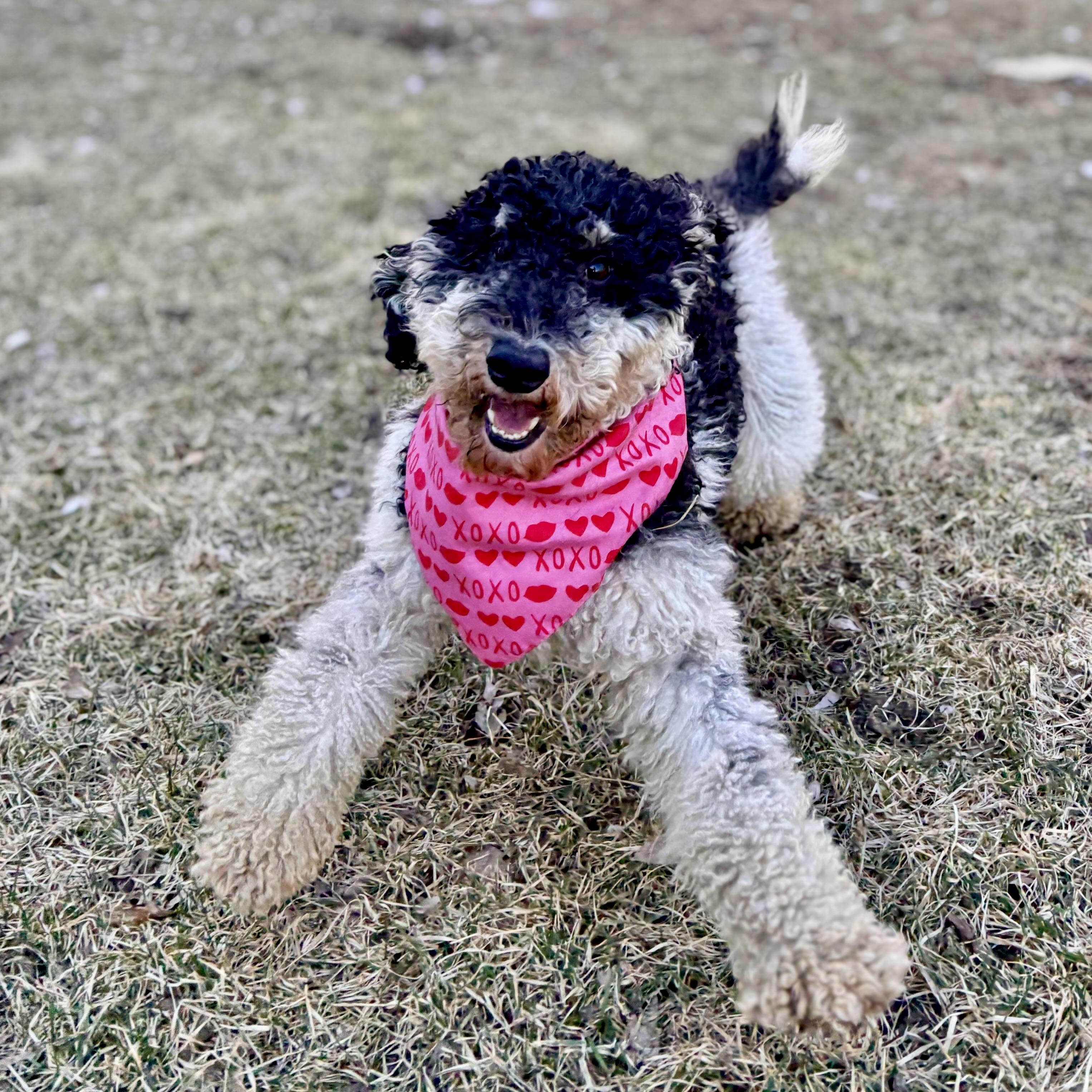 Enlarge Sylvie, a ADOPTABLE Poodle in Prior Lake, MN image 3/5