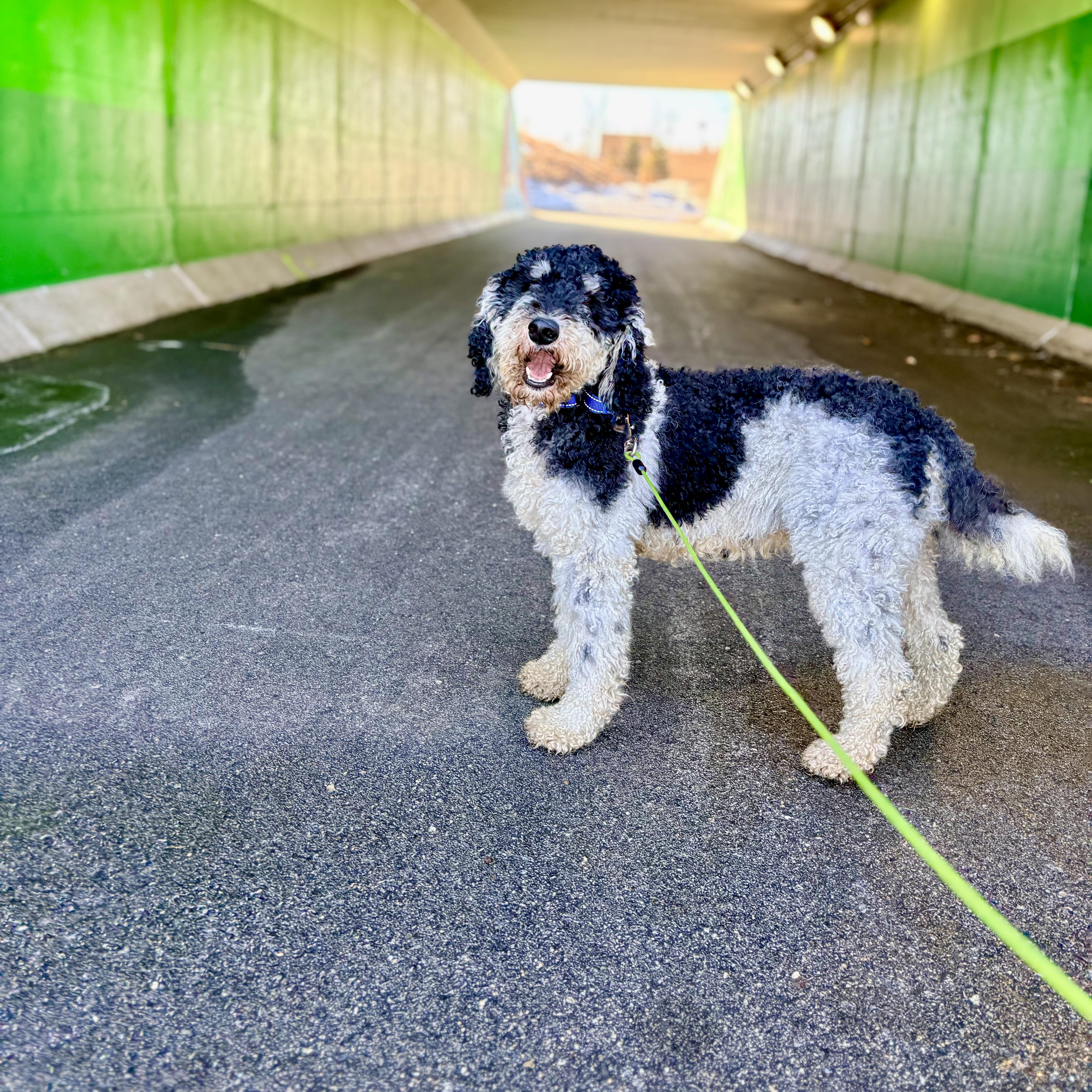 Enlarge Sylvie, a ADOPTABLE Poodle in Prior Lake, MN image 2/5