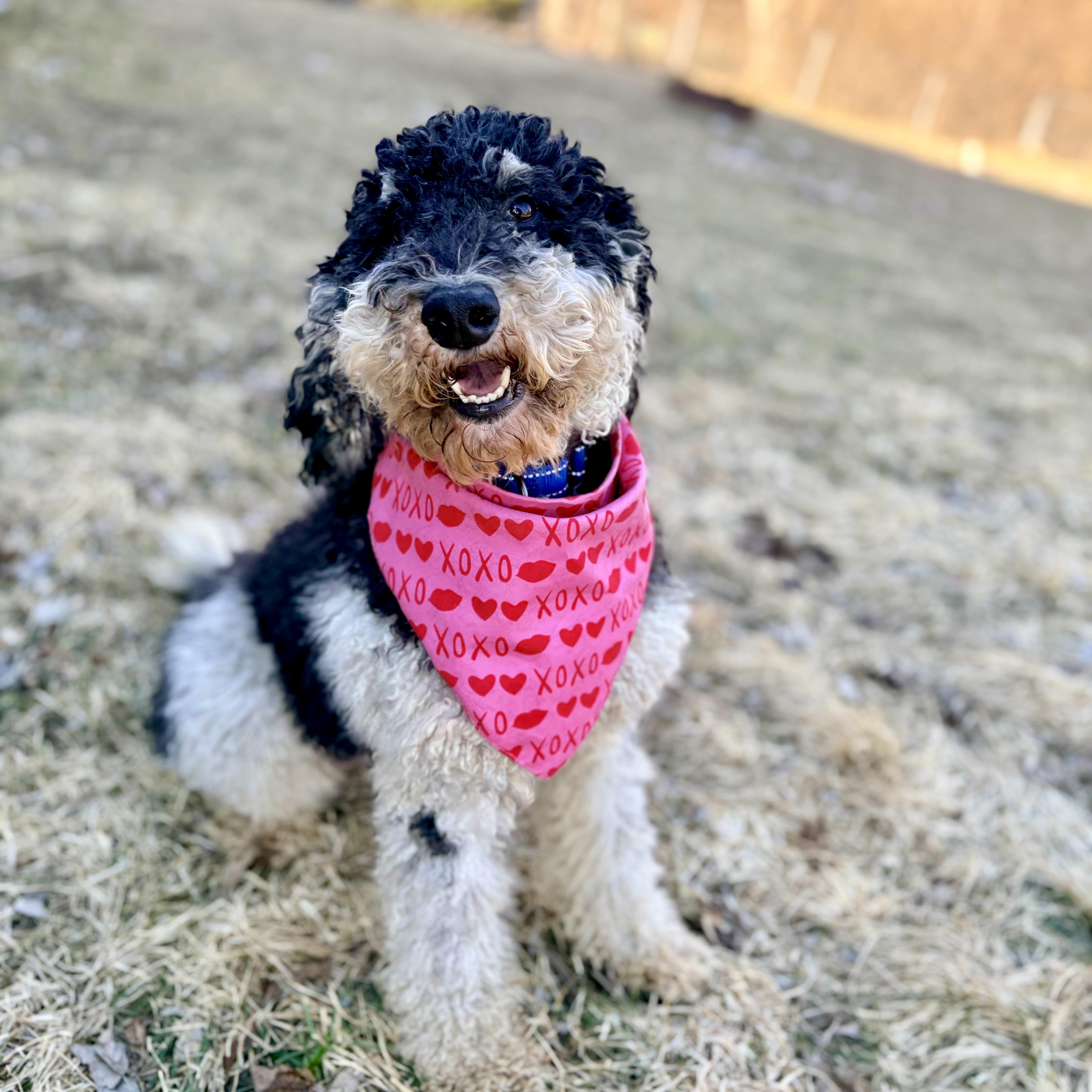 Sylvie, ADOPTABLE, Adult Female Poodle.