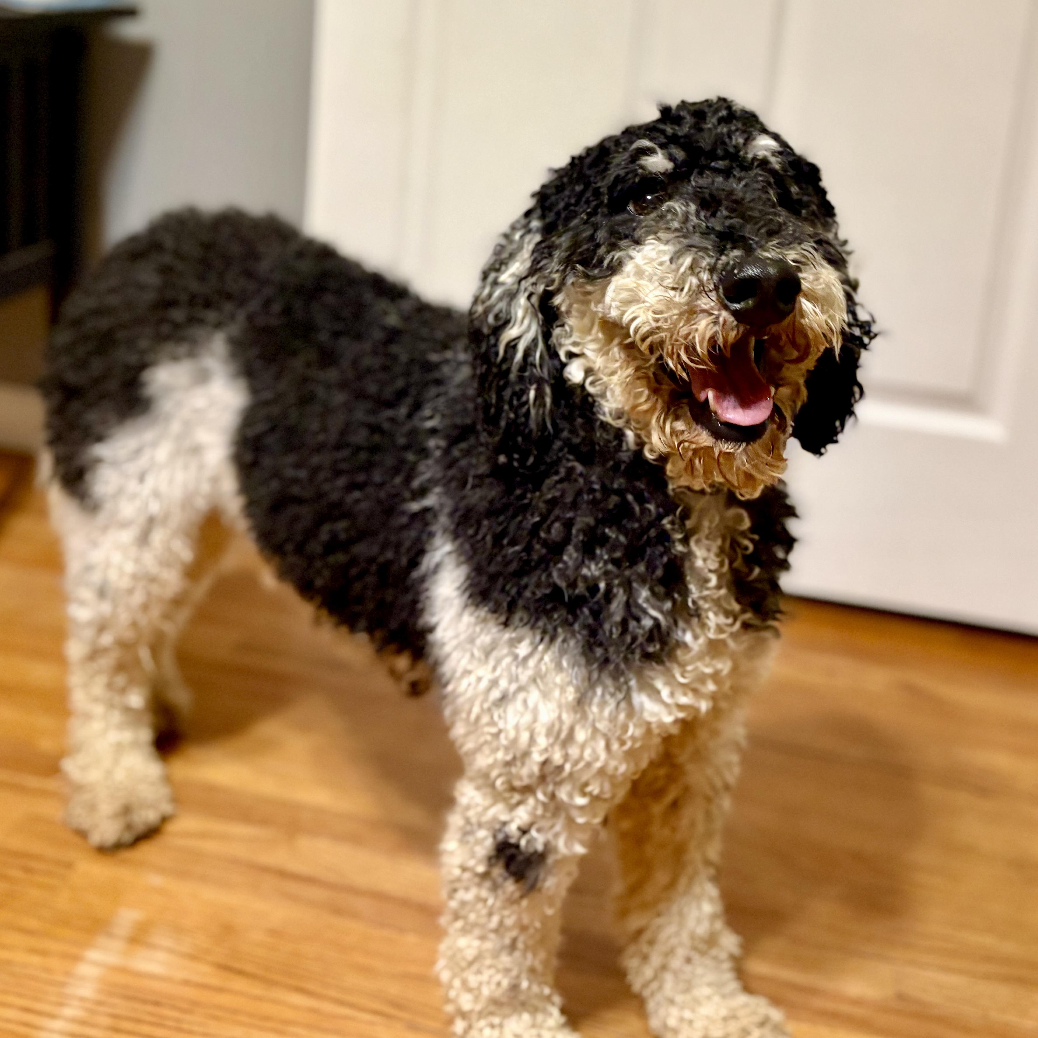 Enlarge Sylvie, a ADOPTABLE Poodle in Prior Lake, MN image 5/5