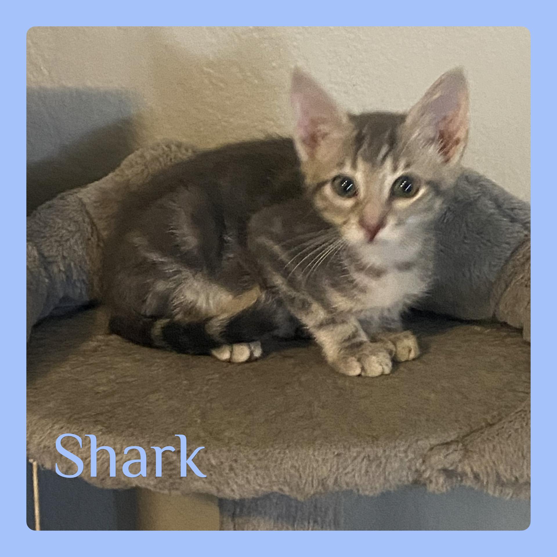Enlarge SHARK, a Adopted Tabby in Lawton, OK image 1/1