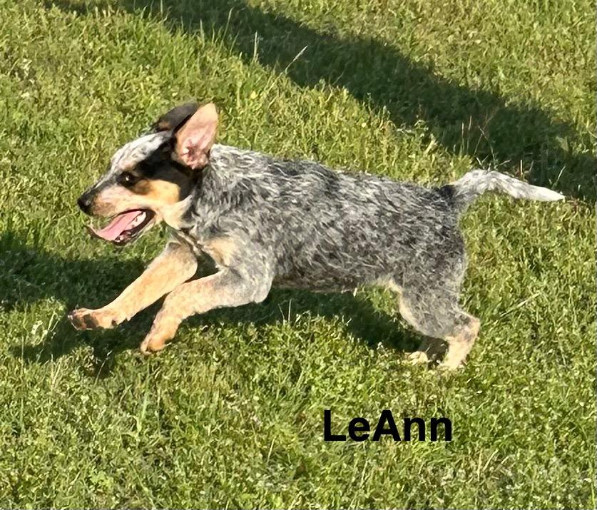LeeAnn, Young Female Australian Cattle Dog / Blue Heeler