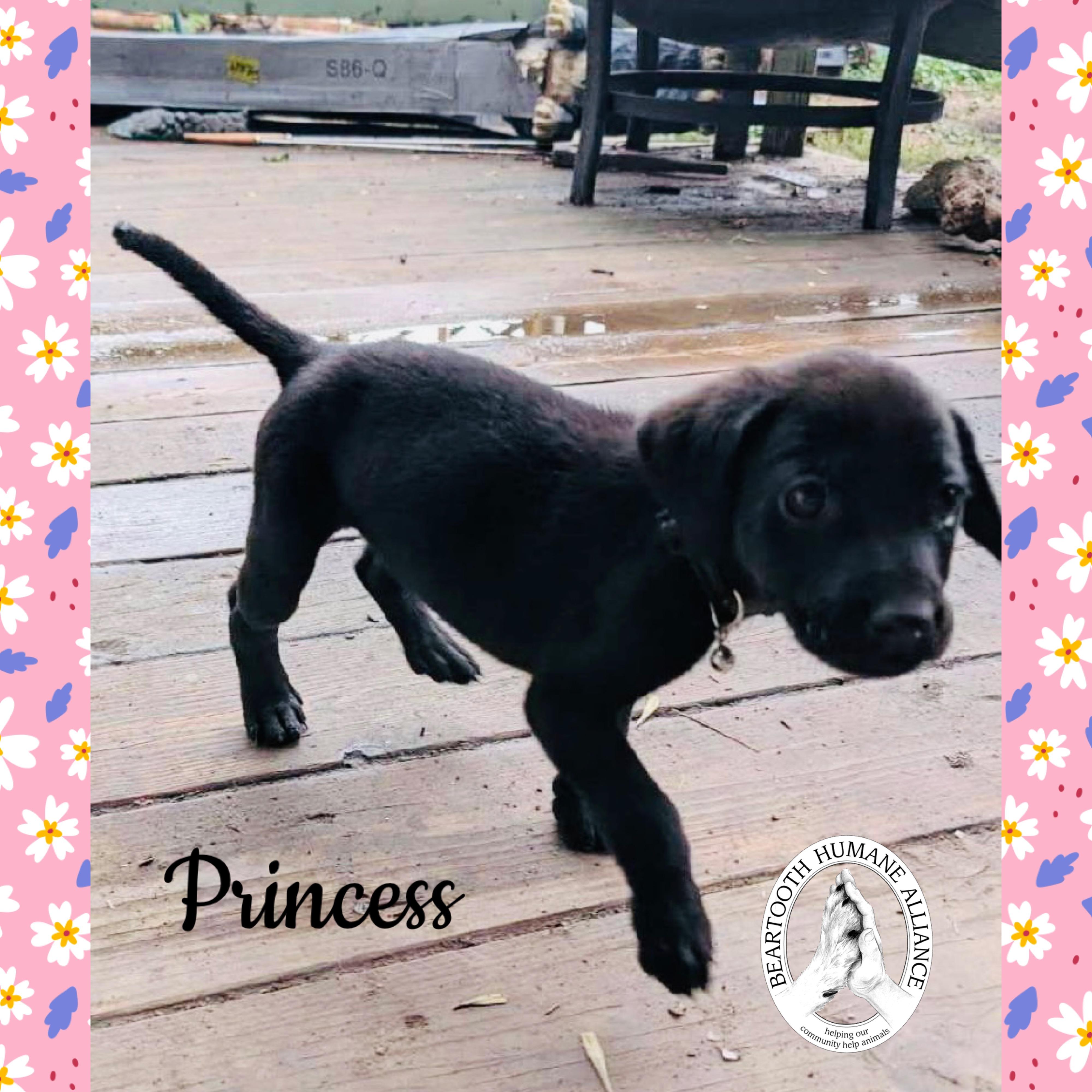 Princess, an adoptable Treeing Walker Coonhound in Red Lodge, MT, 59068 | Photo Image 3