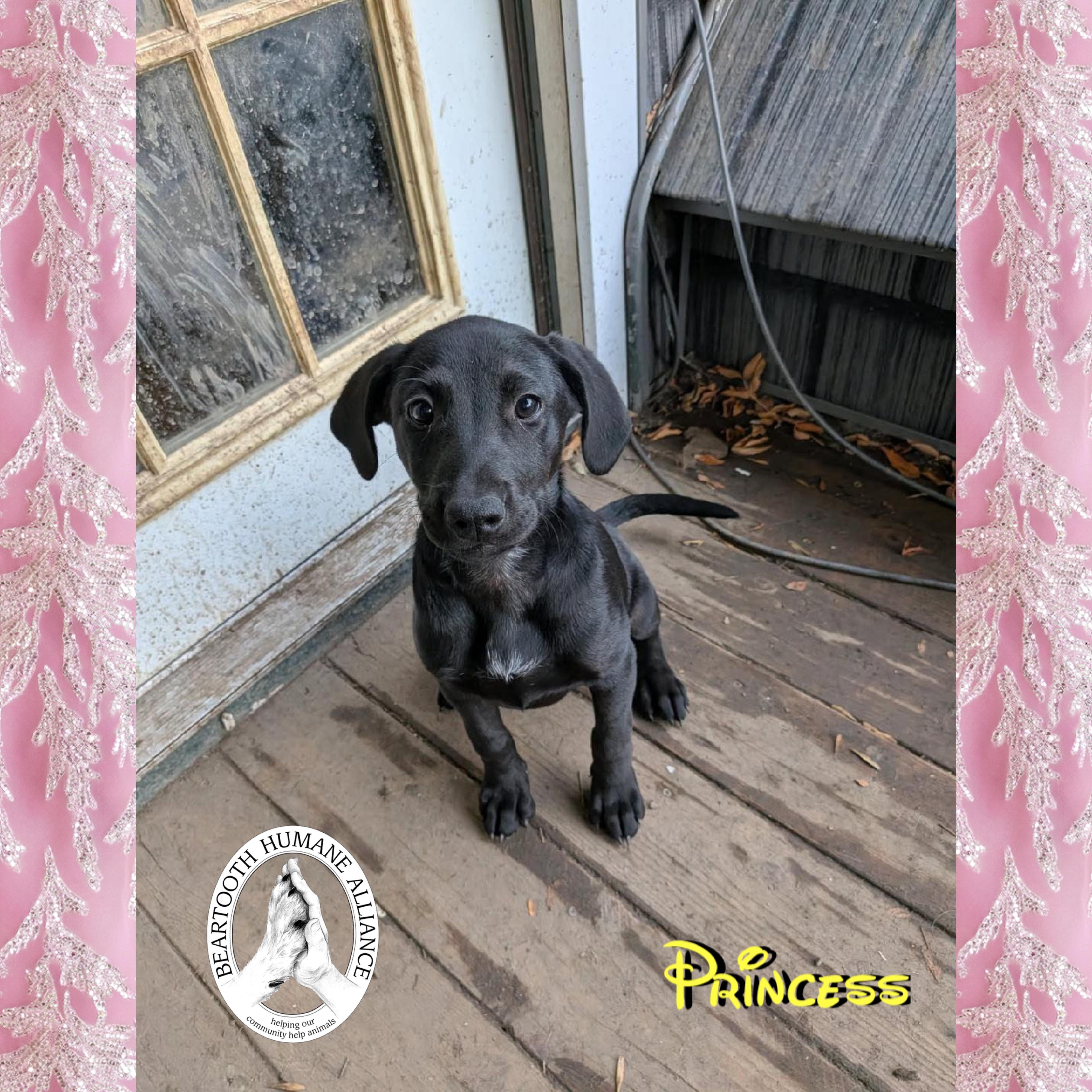 Princess, an adoptable Treeing Walker Coonhound in Red Lodge, MT, 59068 | Photo Image 1