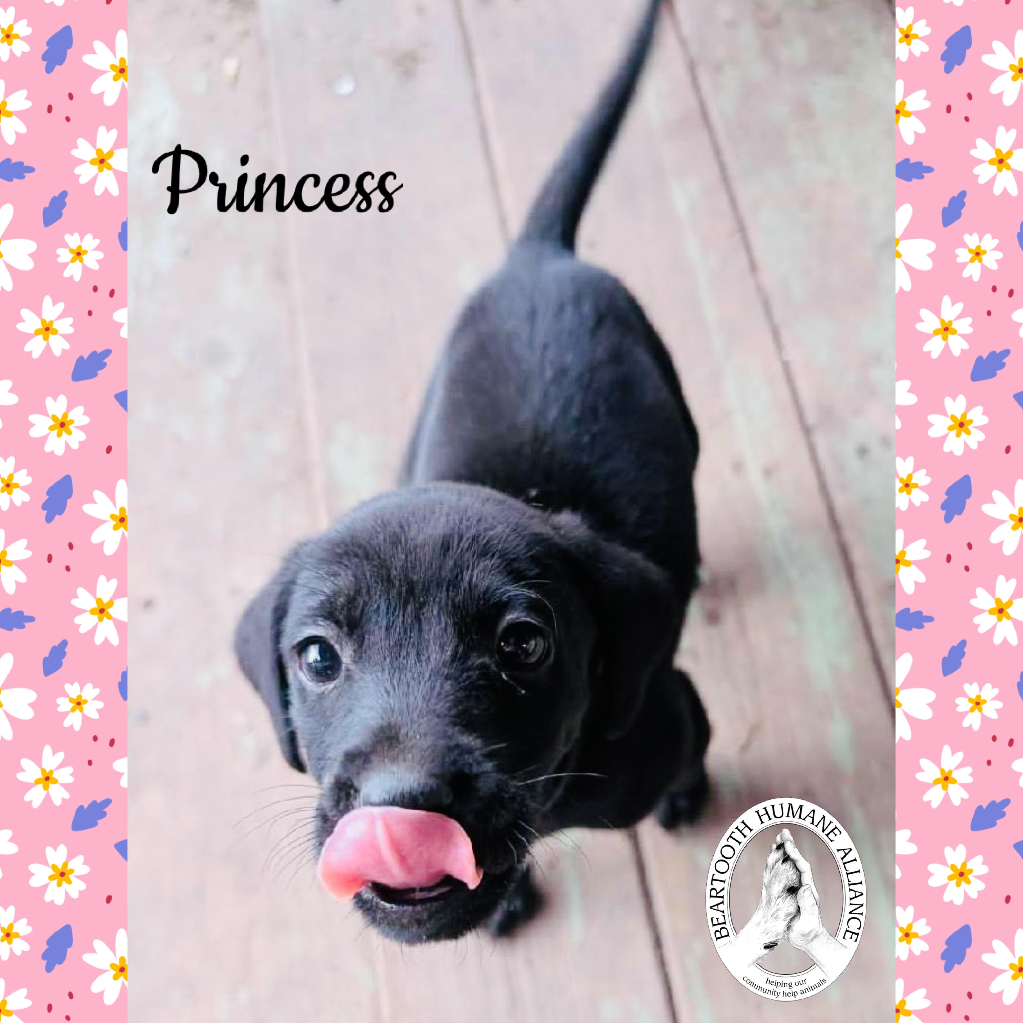 Princess, an adoptable Treeing Walker Coonhound in Red Lodge, MT, 59068 | Photo Image 2