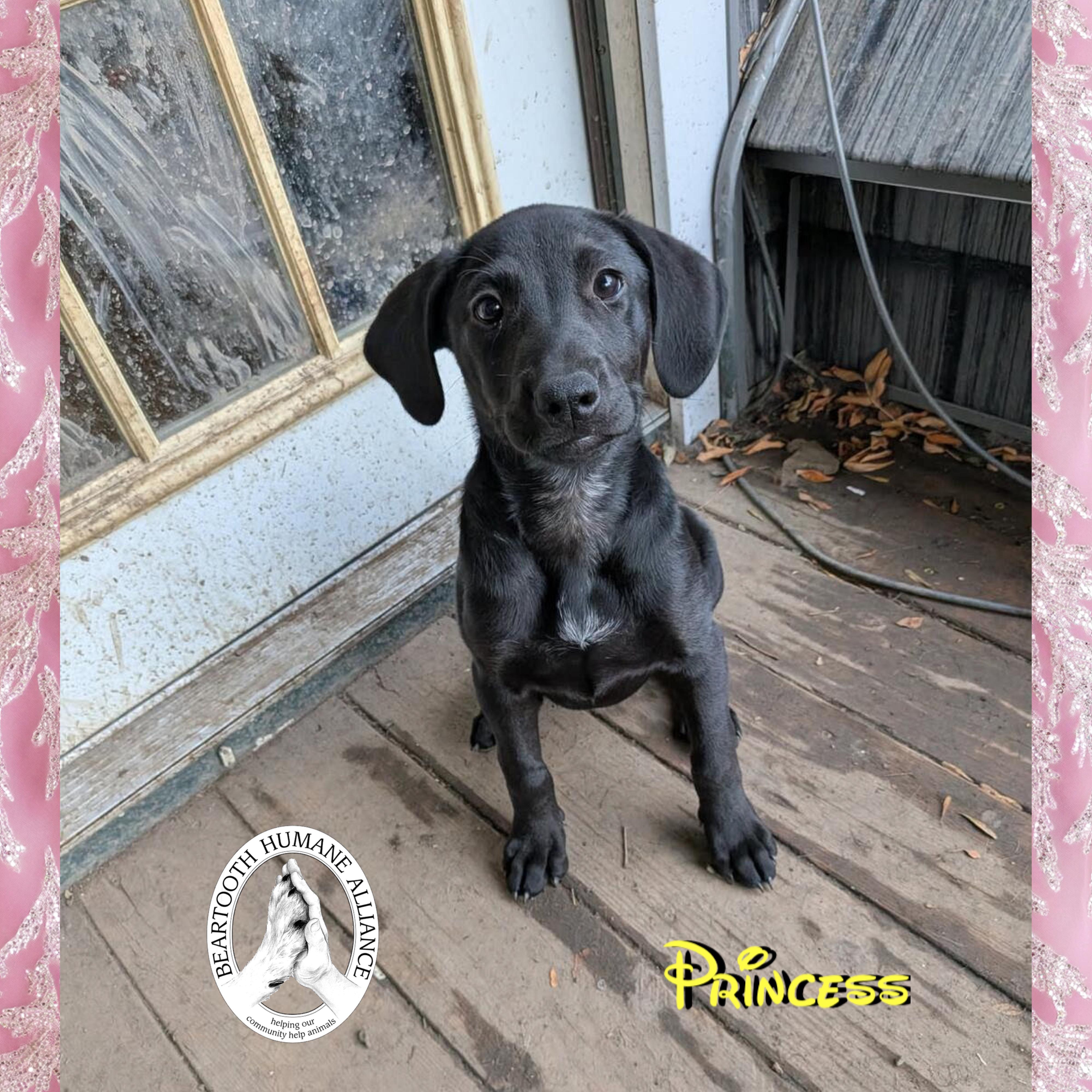 Princess, an adoptable Treeing Walker Coonhound in Red Lodge, MT, 59068 | Photo Image 5