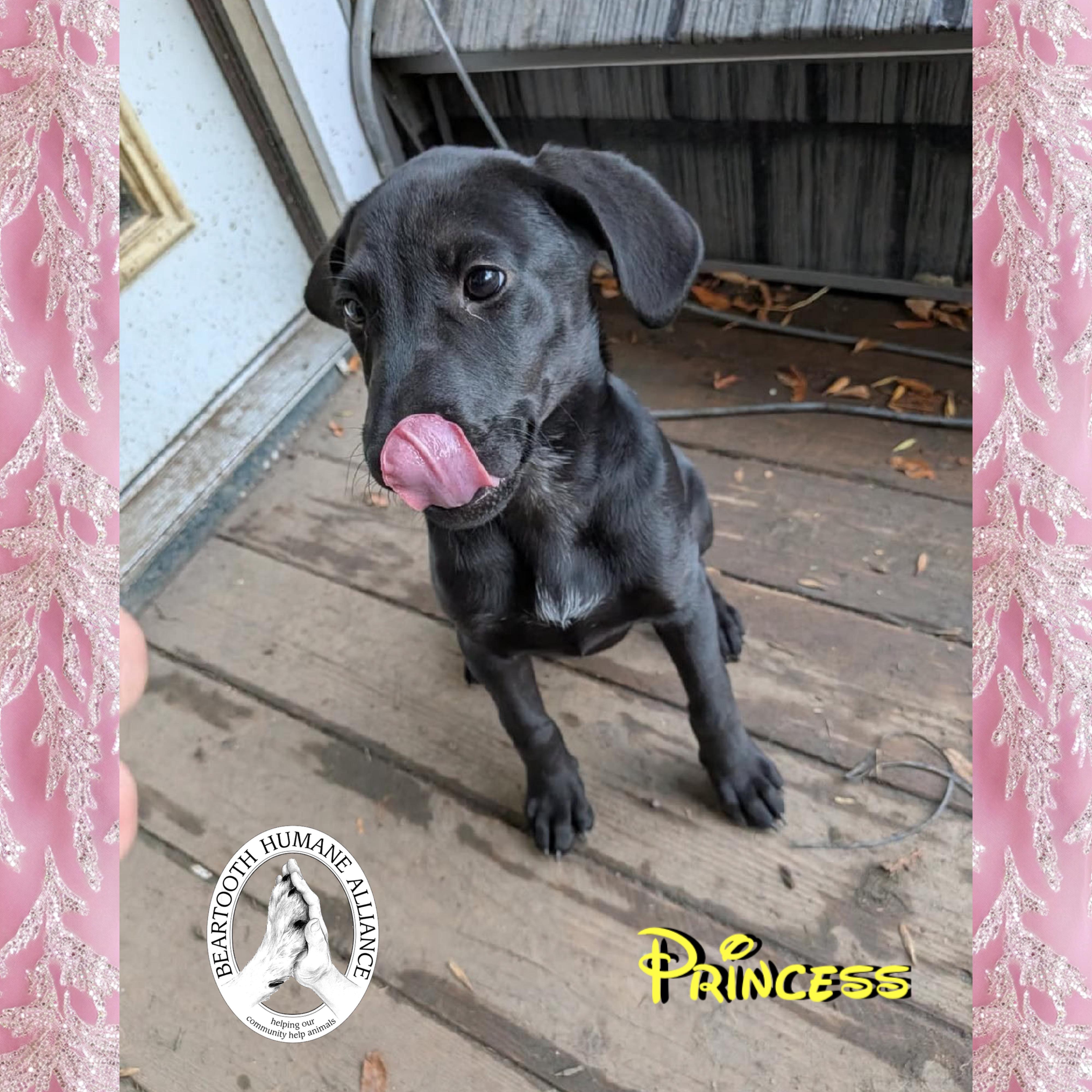 Princess, an adoptable Treeing Walker Coonhound in Red Lodge, MT, 59068 | Photo Image 4